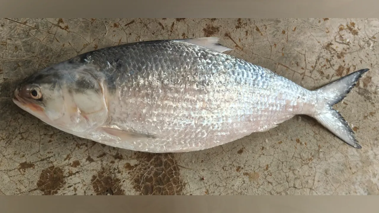 এক ইলিশ বিক্রি প্রায় ৬ হাজার টাকায়...